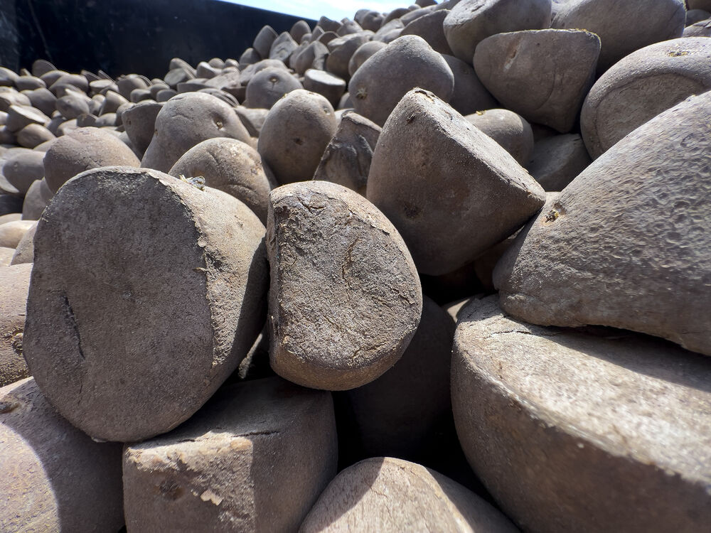 Legacy of the Plains Potatoes